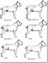 Cane Corso Growth Chart Goldenacresdogs Com