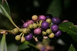 Image result for Rapanea melanophloeos