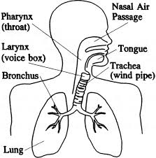There is a portion of the coloring sheet in which the students must color the parts of the respiratory system. Easy Steps To Draw Respiratory System Novocom Top