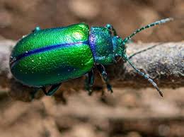 Image result for Chrysochloa