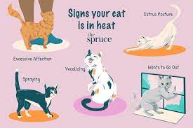 Felines remain in heat for 4 to 10 days, and this cycle can occur every couple of weeks. Signs Your Cat Is In Heat