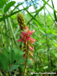 Image result for Indigofera hirsuta