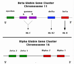 Hemoglobin Synthesis