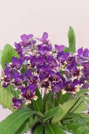 Image result for Streptocarpus eylesii