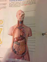 11 human body organ model torso anatomy doll 15 removable skeleton visceral a. Solved Examining The Human Torso Model To Identify The Li Chegg Com