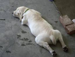 Boo The Labrador Retriever Labrador Retriever Labrador Retriever