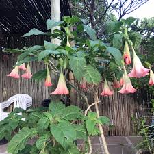 Image result for Otomeria elatior