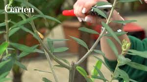 Egal, wann sie den olivenbaum schneiden: So Kommen Olivenbaume Gut Durch Den Winter Mein Schoner Garten