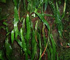 Image result for Loxogramme