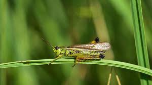 Natural predators as with other types of insects, one of the best ways to prevent or treat a cricket or grasshopper infestation in your garden is to encourage their natural predators. Grasshopper Natural Predators What Eats Them Insect Cop