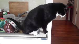 cat pees daily in his little dish in
