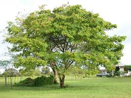 Image result for Hymenaea courbaril