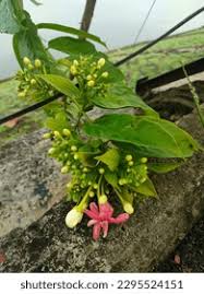 Image result for Gelsemiaceae