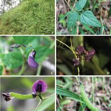 Image result for Dolichos sericeus