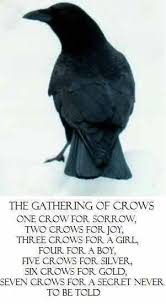Meaning In Numbers Crow Crows Ravens Black Bird