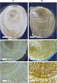 Image result for Dichapetalum madagascariense