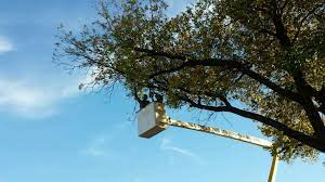 Blog Tall Timber Tree Services Tree Service Tree Care Tree