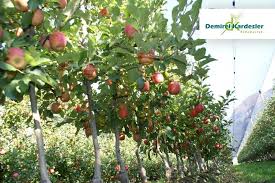 A home orchard doesn't need as much space as you might think, but it does require some planning, especially if your space is limited. Advantages Of Dwarf Fruit Tree Orchards Demirel Kardesler Fidancilik