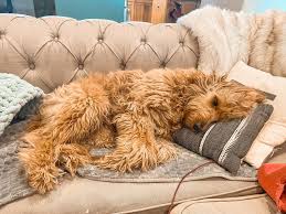 Doodles of NC-এর প্রোফাইল