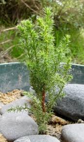 Image result for Cupressus macrocarpa