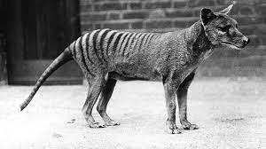 Thylacine Tasmanian Tiger Tasmanian Wolf Extinct Animals Thylacine Tasmanian Tiger