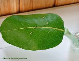 Top Tools Resources And Supplies For Raising Monarch Butterflies Raising Monarch Butterflies Monarch Caterpillar Monarch Butterfly