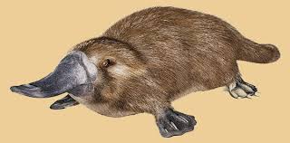 Image result for Platterpus