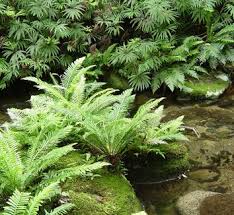 Image result for Gleicheniaceae