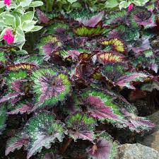 Begonia Rex Jurassic Watermelon White Flower Farm Easy Care Plants Flower Images