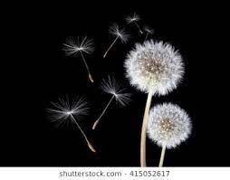 Dandelion On Black Background Wildflower Paintings Dandelion Flower Dandelion