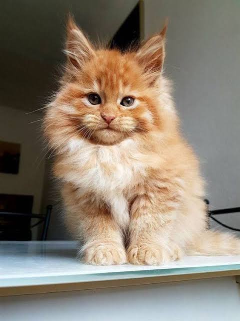 Maine Coon