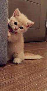 Click The Photo For More Adorable And Cute Cat Videos And Photos Cutecats Catloverscommunity Cats Kittens Catvi Cute Baby Cats Cute Cats Cute Baby Animals