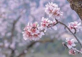 Flowers bouquets & home decor. Quali Alberi Fioriscono A Febbraio