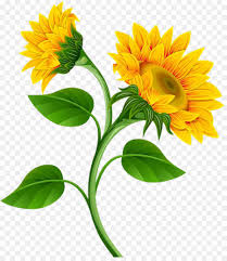 Download clker's clipart bunga matahari clip art and related images now. Umum Bunga Matahari Gambar Bunga Matahari Gambar Png