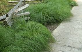 Prairie Dropseed Sporobolus Heterolepis Grasses Garden Ornamental Grasses Shade Plants