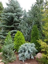 It has branchlets that typically hang downwards. 48 Blue Spruce Ideas Blue Spruce Shrubs Plants