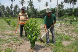 Dalam artikel ini akan dibahas beberapa hal misalnya syarat untuk tumbuh tanaman durian, cara menanam buah durian, dll. Durian Belanda Punca Guru Bersara Awal