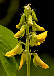 Image result for Crotalaria eremicola