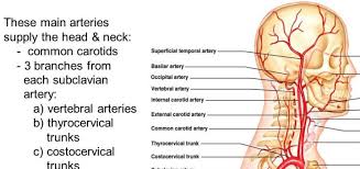 The head and neck receive the majority of blood through the carotid and vertebral arteries. Common Carotid Artery Science Online