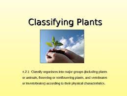 Why is spore dispersal important? Classifying Plants Flowering Non Flowering In 2021 Classifying Plants Plant Activities Plants