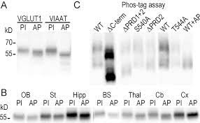 Scopri ricette, idee per la casa, consigli di stile e altre idee da provare. A Proline Rich Motif On Vglut1 Reduces Synaptic Vesicle Super Pool And Spontaneous Release Frequency Abstract Europe Pmc