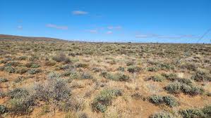 Image result for Tragus koelerioides