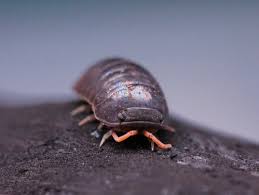 Image result for Alinula sp.