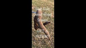 Keep any stored items away from walls at last a few inches, use plastic bins, and elevate them on shelves whenever possible. Moth Balls Detour Repel Snakes Fact Or Fiction Youtube