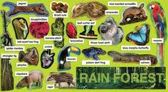 Large animals that roam the tropical rainforest biome are also found in this location. 26 Animals And Plants That Live In The Rainforests Ideas Rainforest Rainforest Animals Animals