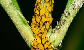 Less competition could lead to less eggs placed on them means less caterpillars eating their leaves. How To Get Rid Of Tiny Yellow Bugs Plant Index