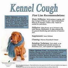 Kennel Cough Essential Oils Dogs Oil For Cough Oils For Dogs