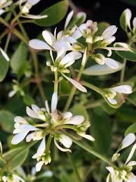 Image result for Euphorbia hypericifolia