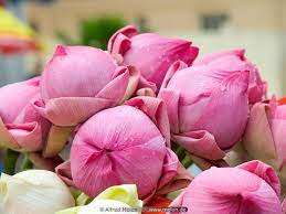 Where to buy lotus flower in singapore. Photo Of Lotus Flower Buds Goddess Of Mercy Temple Singapore
