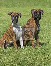 Er eignet sich als familienhund, da seine art ausgelassen und kinderlieb ist. Zwei Boxer Welpen Hunde Posieren Fur Ein Portrat In Einer Grasbewachsenen Fototapete Fototapeten Schone Boxer Grasbewachsenen Myloview De